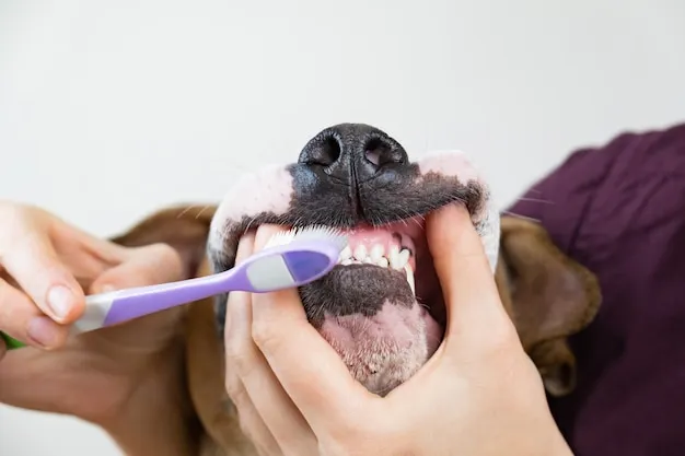 brushing-dog-s-teeth-dental-hygiene-concept-pet-owner-cleans-teeth-dog-with-toothbrush_145134-34