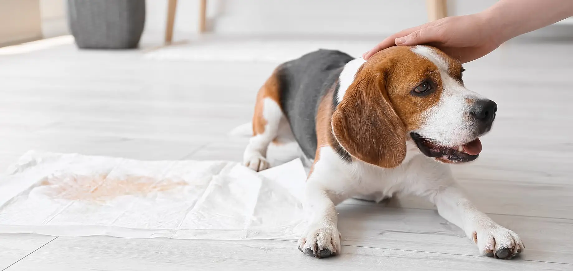 Chien-Beagle-desktop
