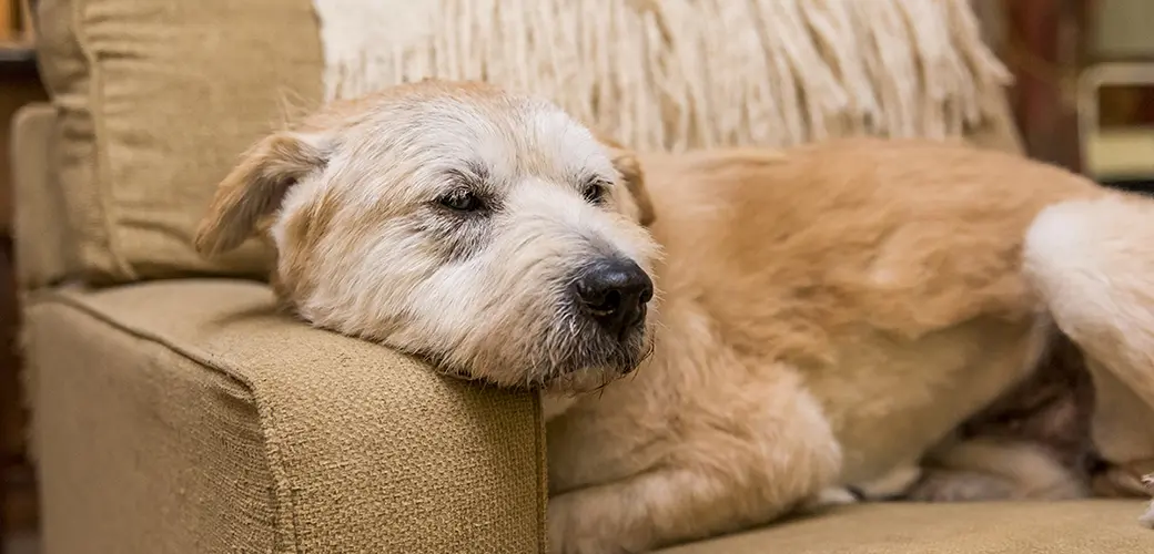 problems-older-dog_main